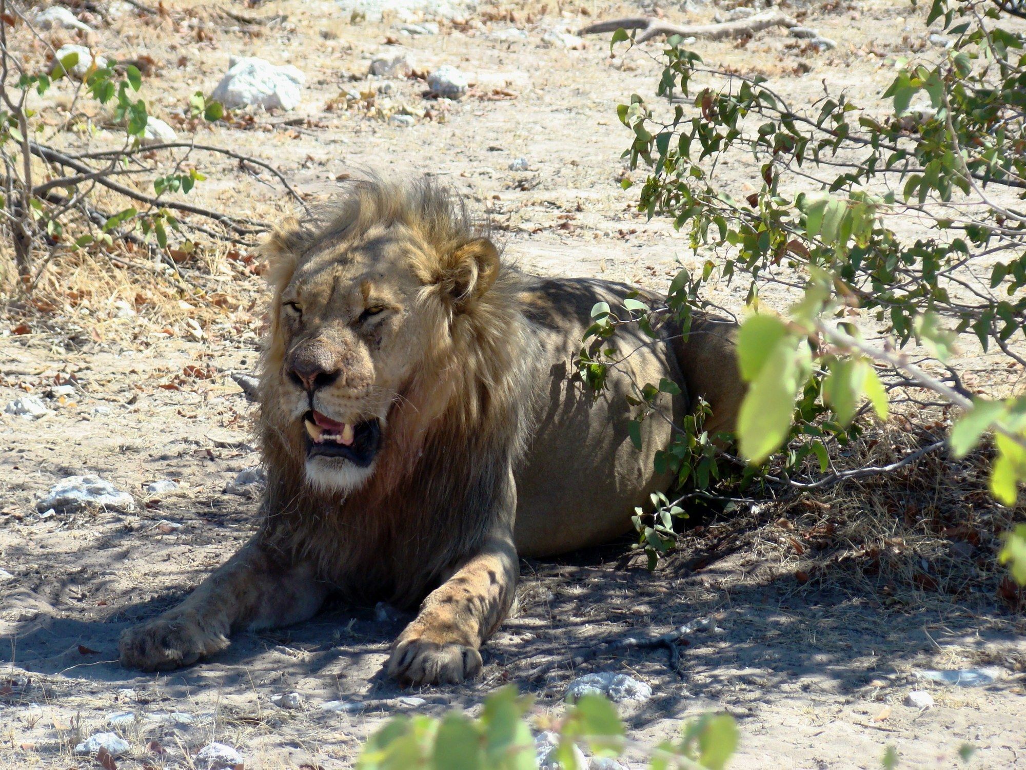 Gondwana Etosha Safari Lodge โอเคาเควโย ภายนอก รูปภาพ